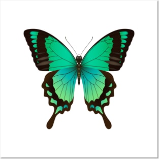 beautiful butterfly Posters and Art